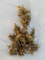 Sargassum