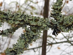 Hypogymnia physodes