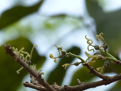 Mallotus nudiflorus