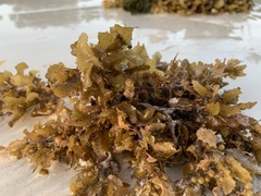 Sargassum
