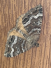 Hydriomena deltoidata
