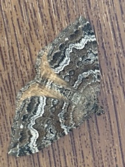 Hydriomena deltoidata