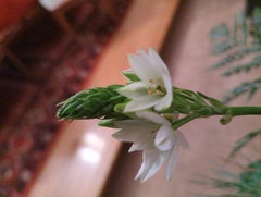 Ornithogalum umbellatum