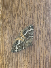 Hydriomena deltoidata