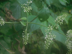 Mikania houstoniana