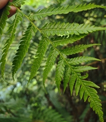 Sphaeropteris lepifera