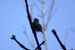Muscicapa sibirica