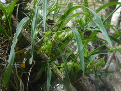 Prosthechea ochracea