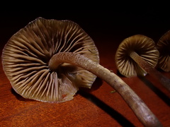 Psilocybe pelliculosa