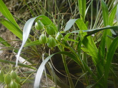 Prosthechea ochracea