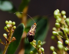 Nemophora sparsella