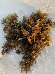Sargassum