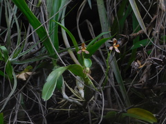 Prosthechea livida