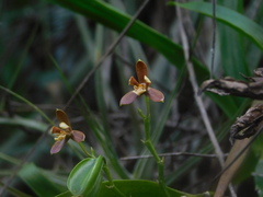Prosthechea livida