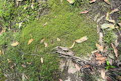 Crassula helmsii