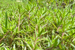 Crassula helmsii