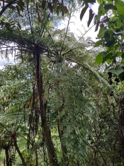 Sphaeropteris lepifera