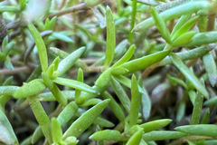 Crassula helmsii