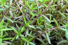 Crassula helmsii