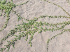 Pectis multiflosculosa