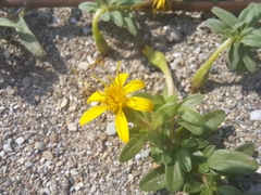 Pectis multiflosculosa