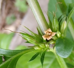 Dyschoriste depressa
