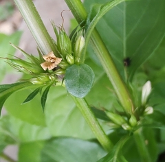 Dyschoriste depressa