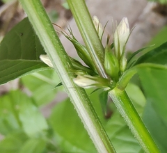 Dyschoriste depressa