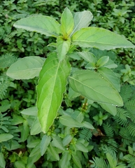 Dyschoriste depressa