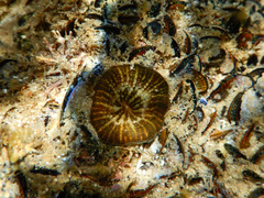 Homophyllia australis