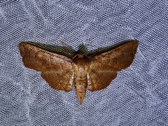Thyrididae