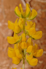 Lupinus microcarpus microcarpus