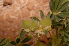 Lupinus microcarpus microcarpus