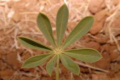 Lupinus microcarpus microcarpus