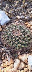Mammillaria meiacantha