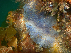 Clavelina moluccensis