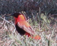 Euplectes franciscanus