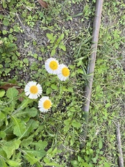 Erigeron quercifolius