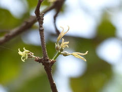 Mallotus nudiflorus