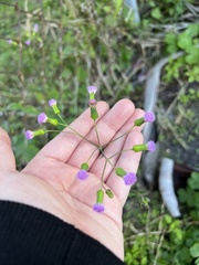 Emilia sonchifolia