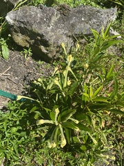 Brunfelsia americana