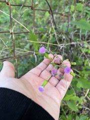 Emilia sonchifolia