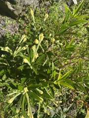Brunfelsia americana