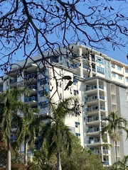 Aprosmictus erythropterus