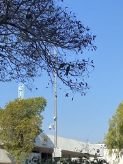 Aprosmictus erythropterus