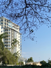 Aprosmictus erythropterus