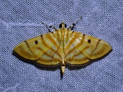 Notarcha tigrina