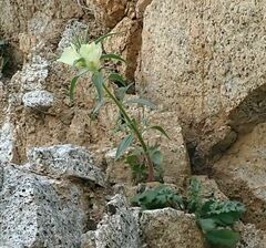 Mohavea confertiflora