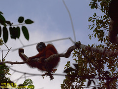 Pongo pygmaeus pygmaeus