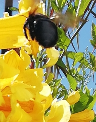 Xylocopa